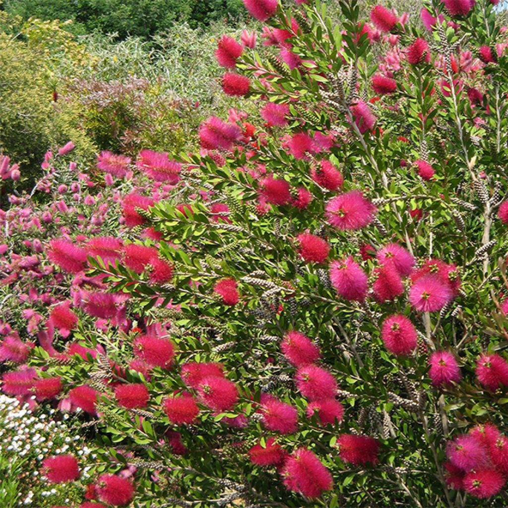 Callistemon viminalis Hot Pink - Rince-bouteille pleureur.