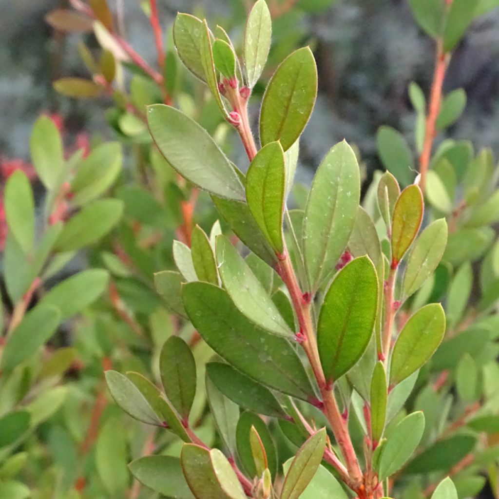 Callistemon viminalis Hot Pink – Rince bouteille