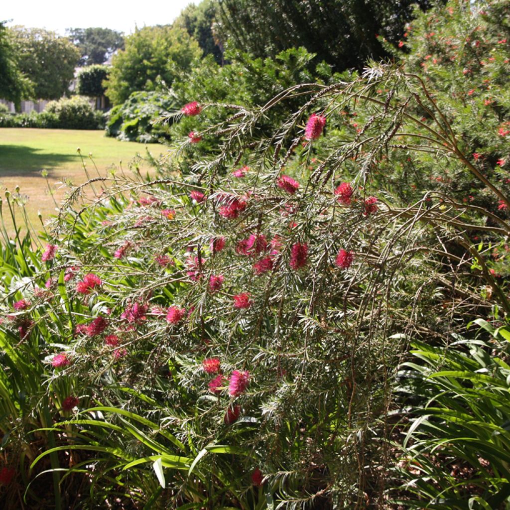 Callistemon viminalis - Zylinderputzer