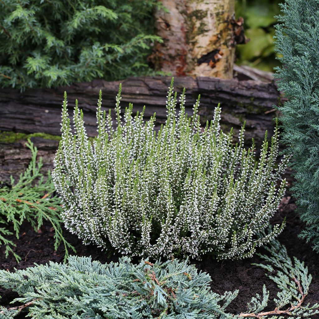 Besenheide Garden Girls Alicia - Calluna vulgaris