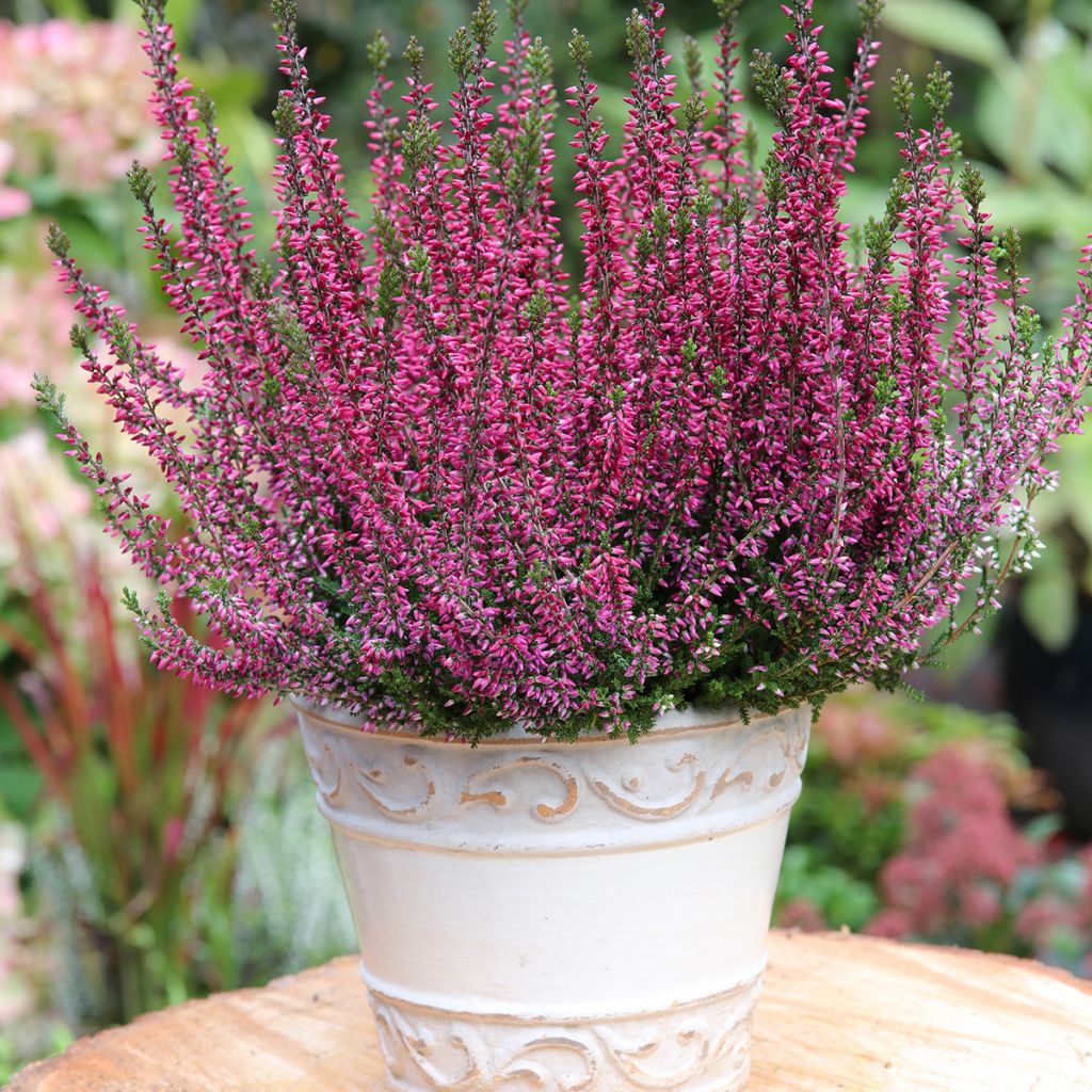 Besenheide Garden Girls Amethyst - Calluna vulgaris