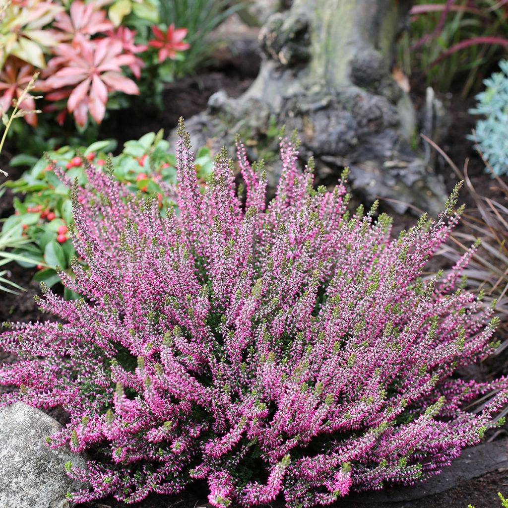 Besenheide Garden Girls Amethyst - Calluna vulgaris