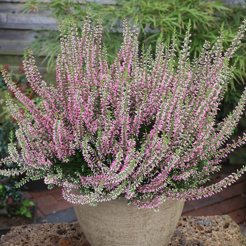 Besenheide Garden Girls Angie - Calluna vulgaris