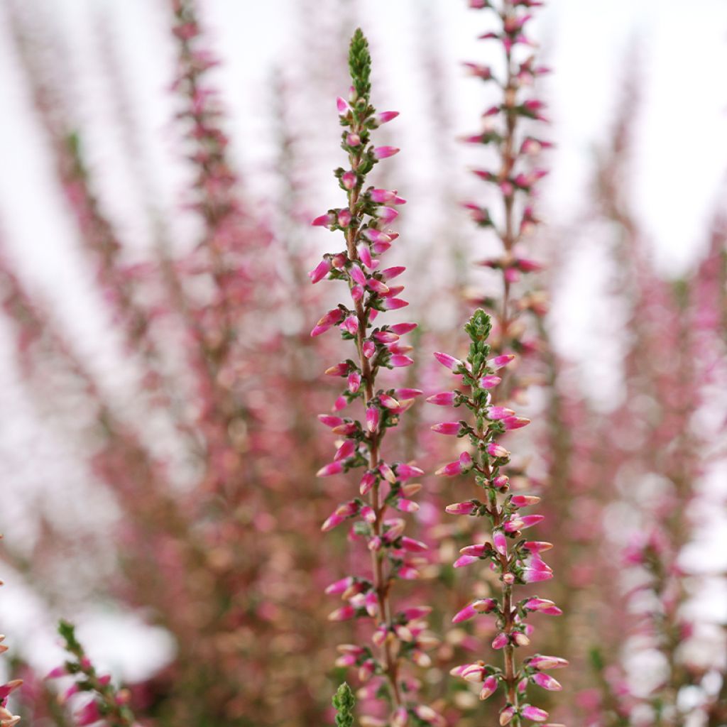 Besenheide Garden Girls Angie - Calluna vulgaris