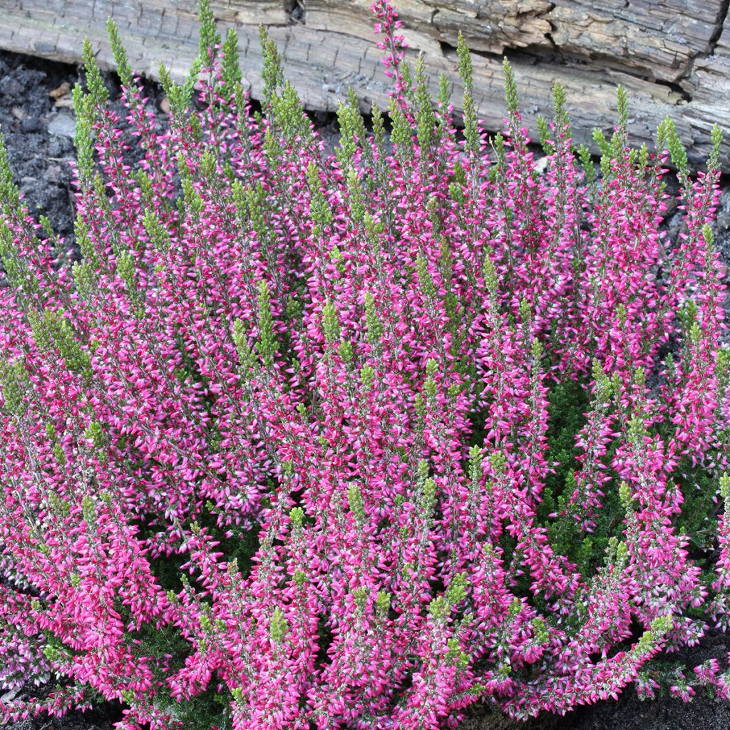 Besenheide Garden Girls Athene - Calluna vulgaris