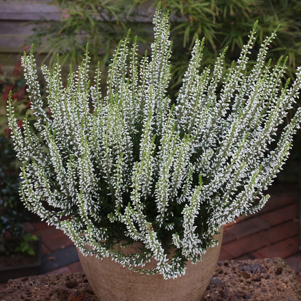 Bruyère d'été - Calluna Garden Girls Helena