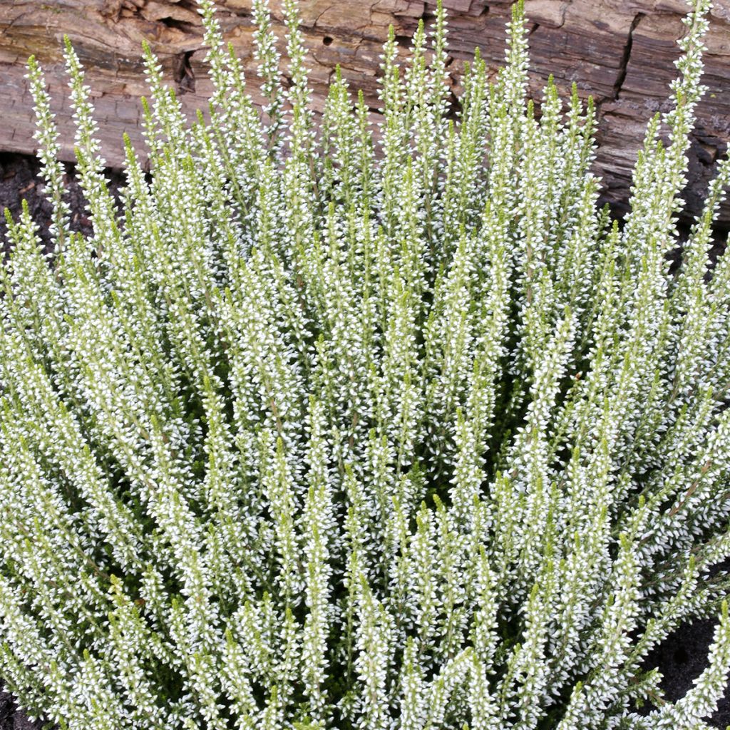 Besenheide Garden Girls Helena - Calluna vulgaris