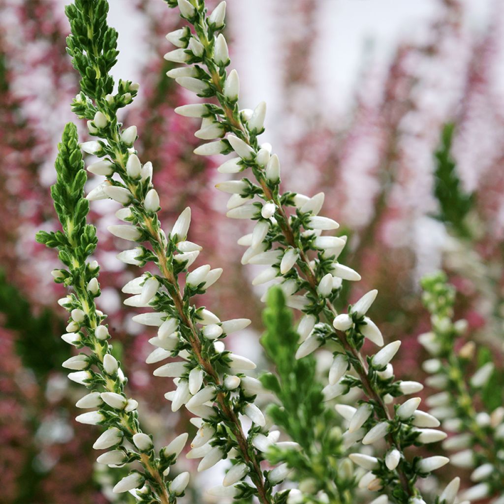 Besenheide Garden Girls Helena - Calluna vulgaris