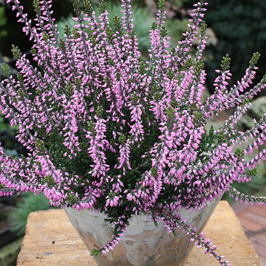 Besenheide Garden Girls Lena - Calluna vulgaris