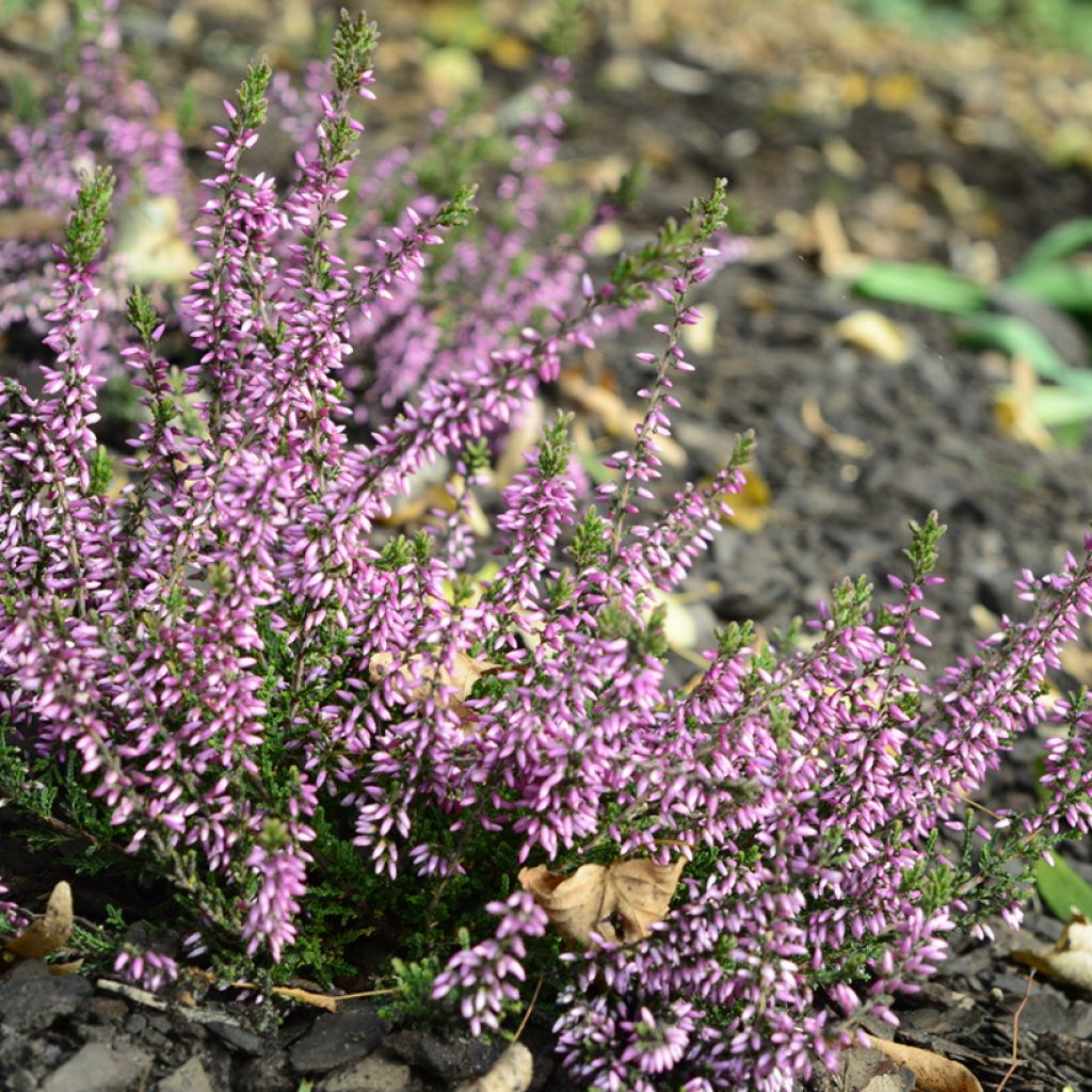 Besenheide Garden Girls Lena - Calluna vulgaris