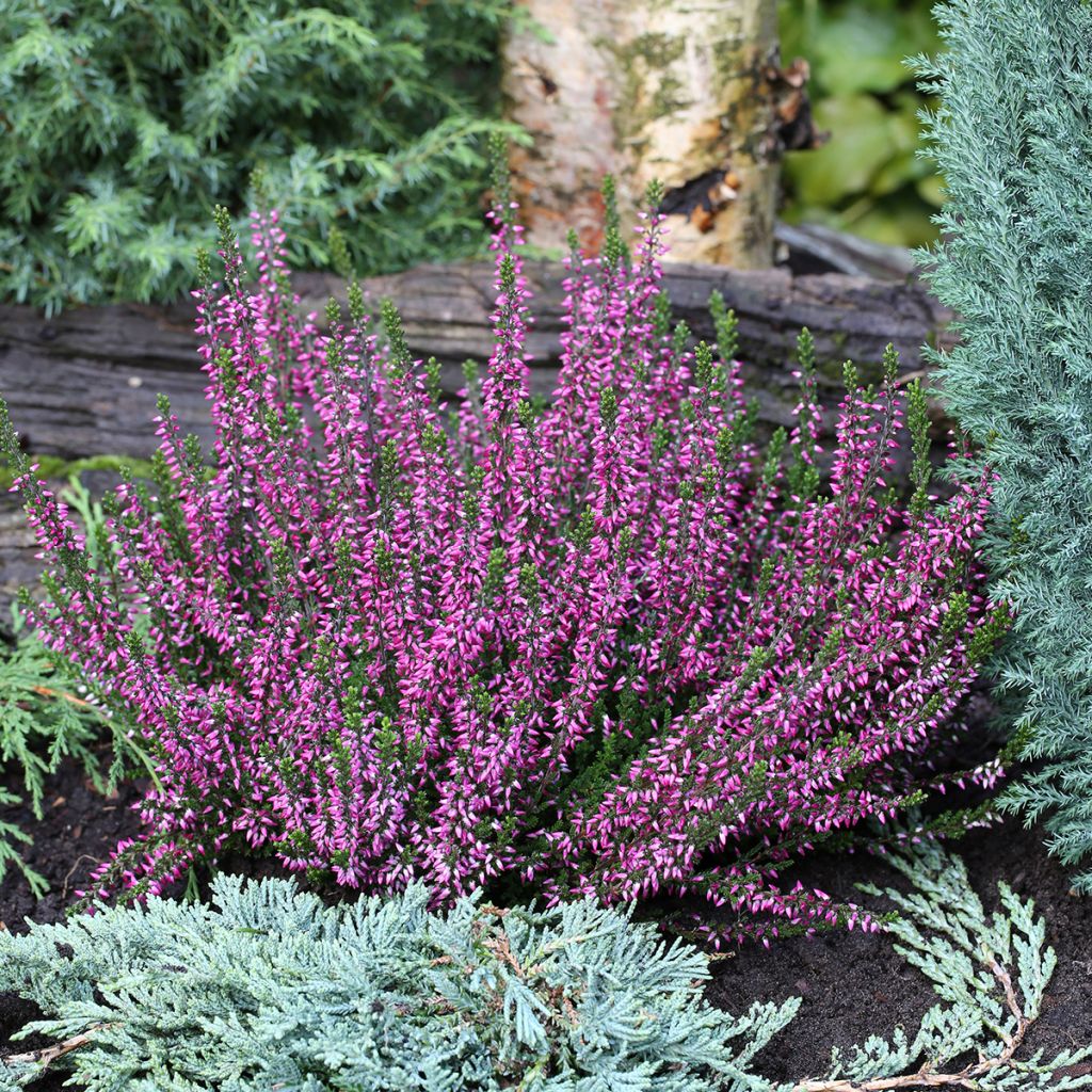 Besenheide Garden Girls Lilli - Calluna vulgaris