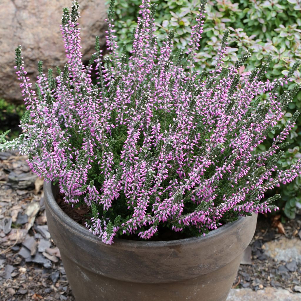 Besenheide Garden Girls Lisbeth - Calluna vulgaris