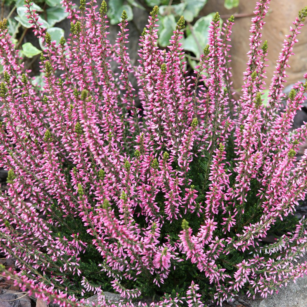 Besenheide Garden Girls Rosita - Calluna vulgaris