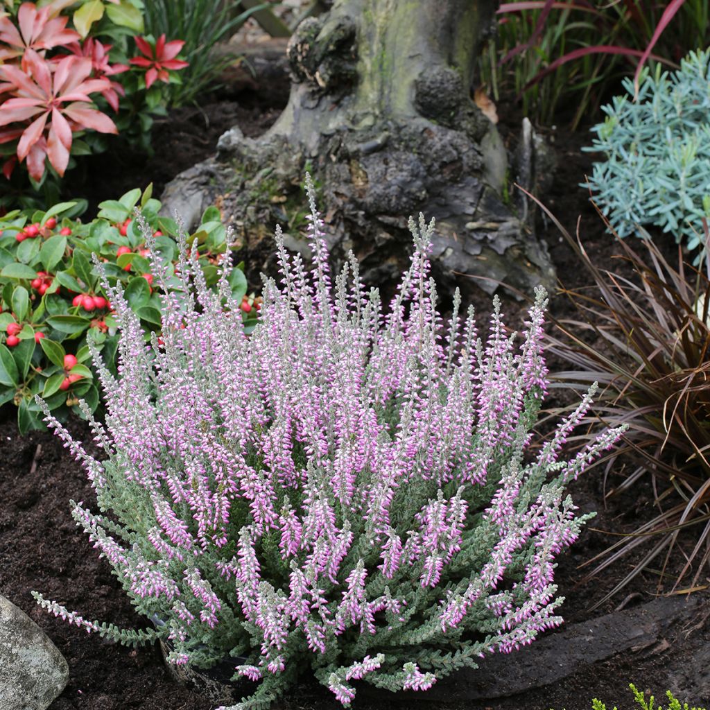 Besenheide Garden Girls Silvana - Calluna vulgaris