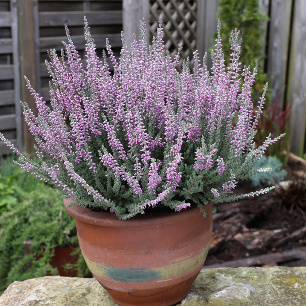 Besenheide Garden Girls Silvana - Calluna vulgaris