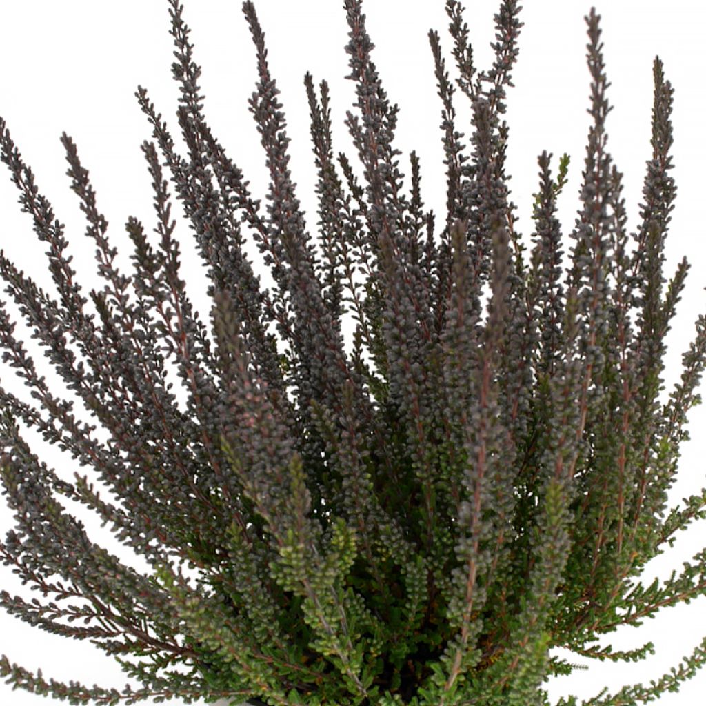 Besenheide Garden Girls Zulu - Calluna vulgaris