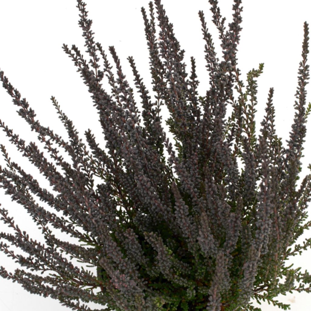 Besenheide Garden Girls Zulu - Calluna vulgaris