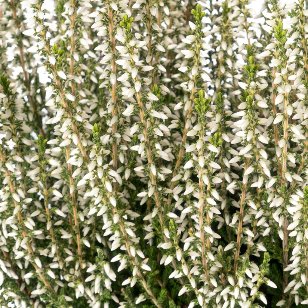 Besenheide Garden Girls Bettina - Calluna vulgaris