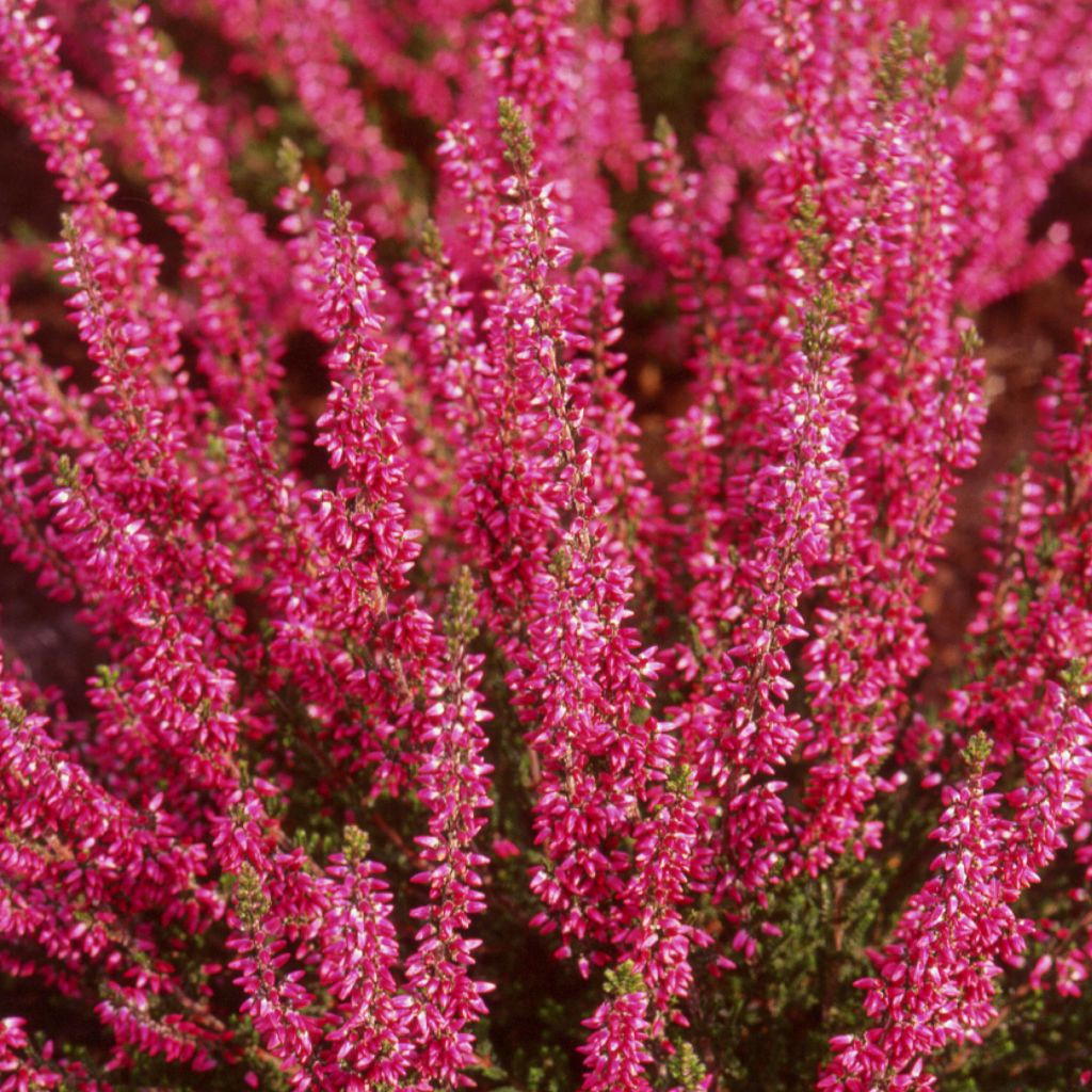 Besenheide Bonita - Calluna vulgaris