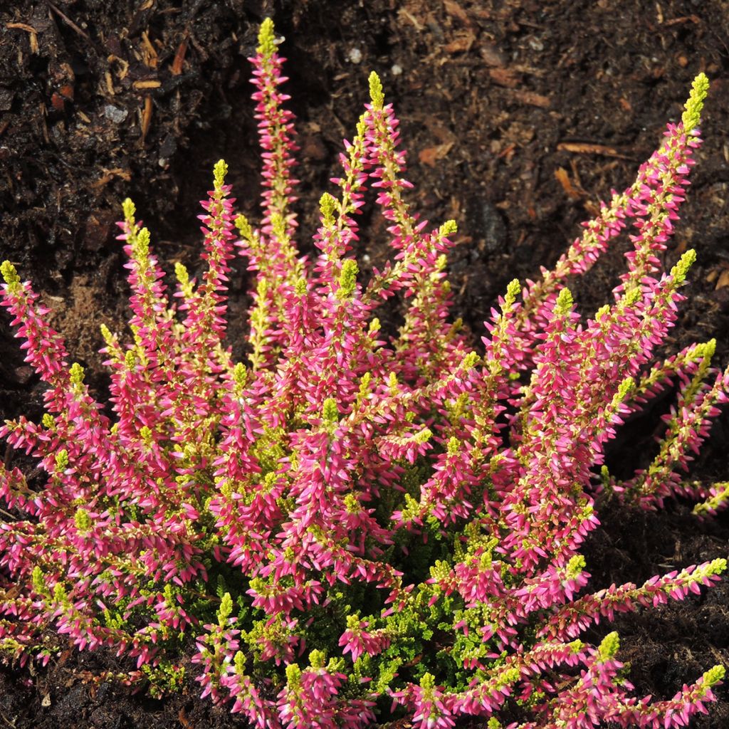 Besenheide Garden Girls Golden Angie - Calluna vulgaris