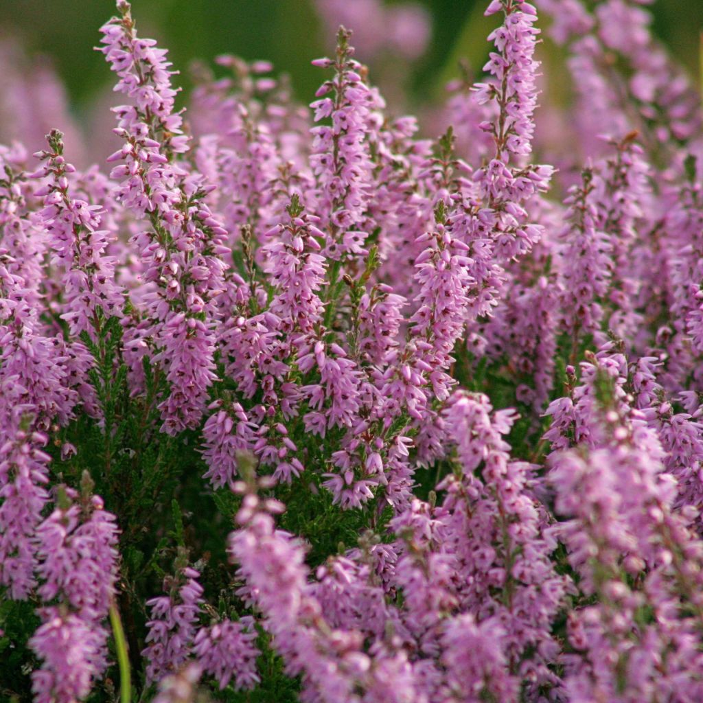 Besenheide H.E Beale - Calluna vulgaris