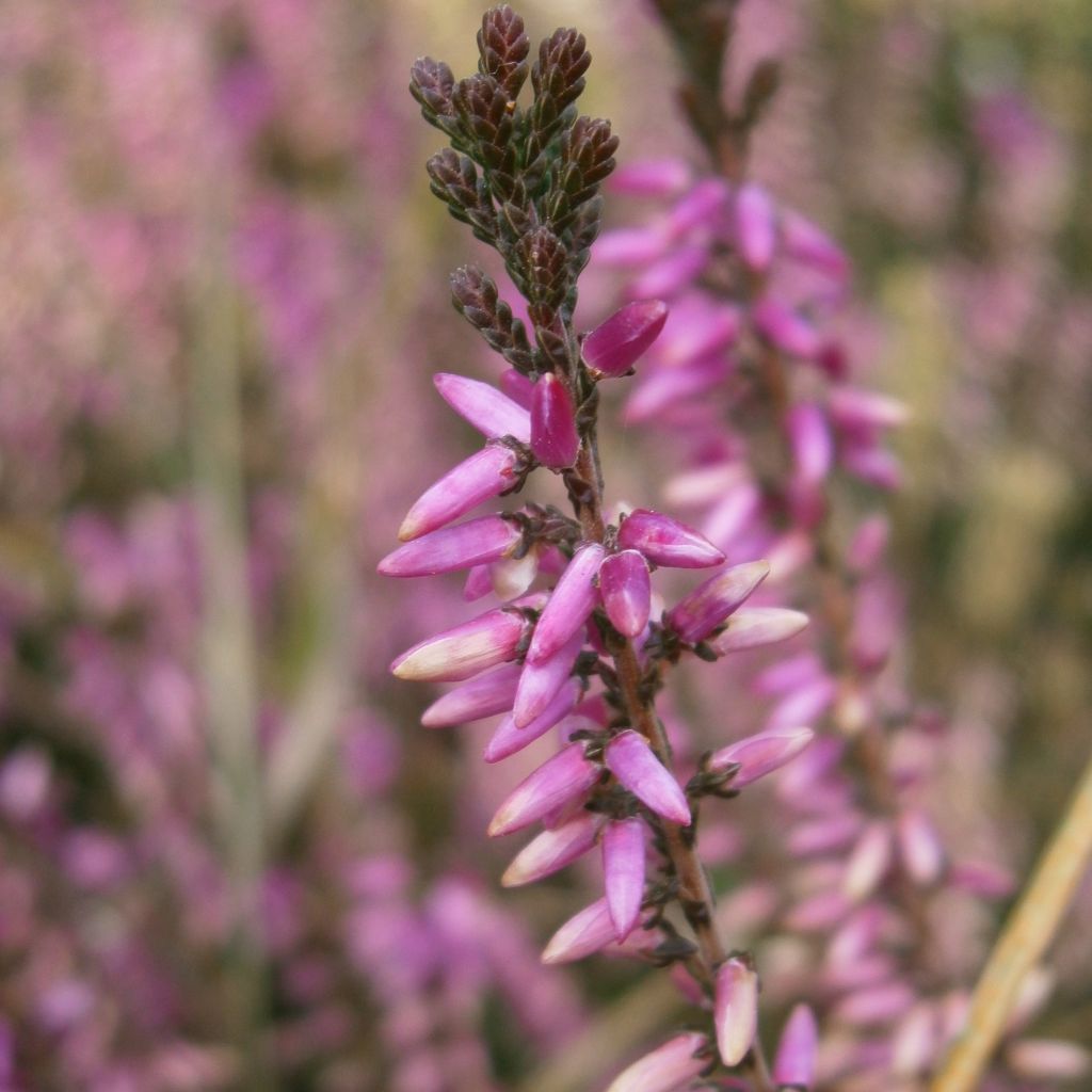 Bruyère d'été - Calluna vulgaris Marleen 