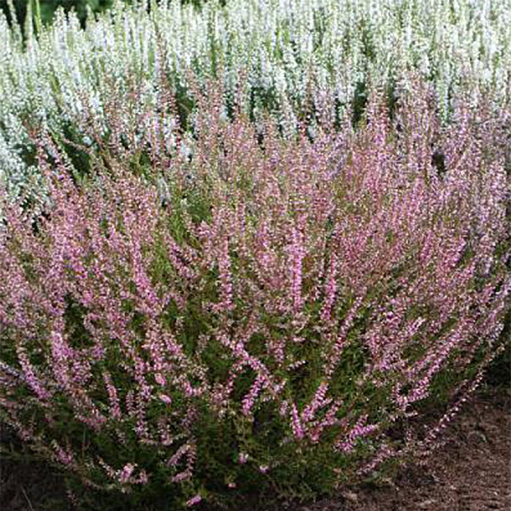 Besenheide Marlies - Calluna vulgaris