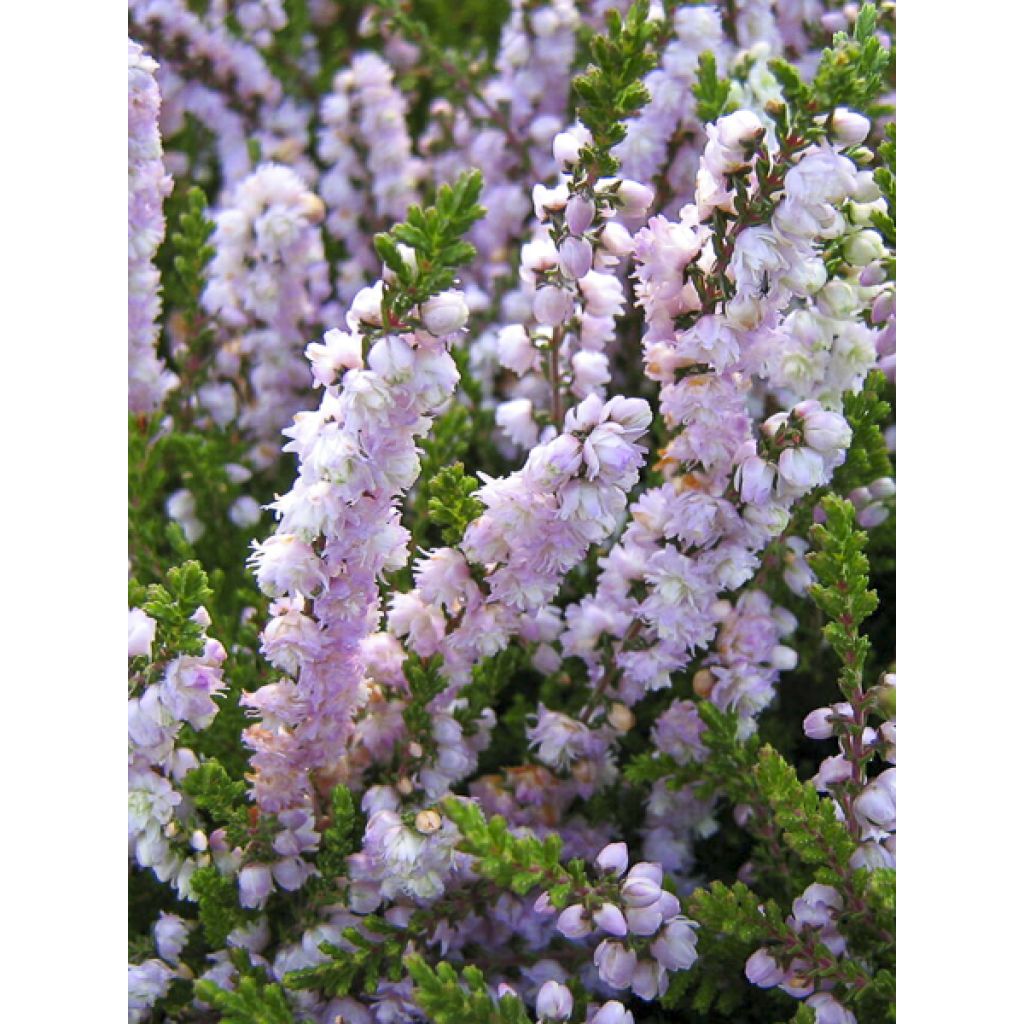 Besenheide Radnor - Calluna vulgaris