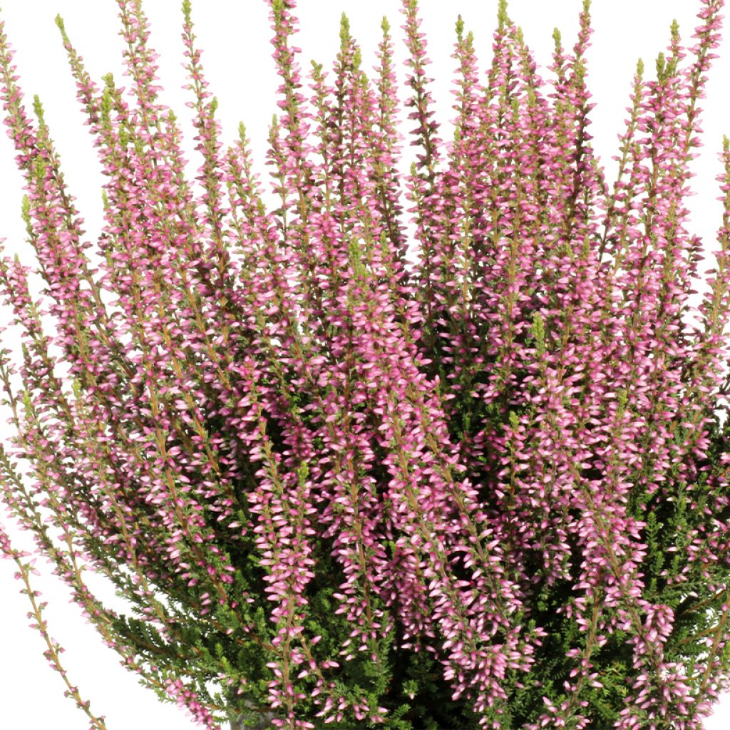 Besenheide Garden Girls Rena - Calluna vulgaris