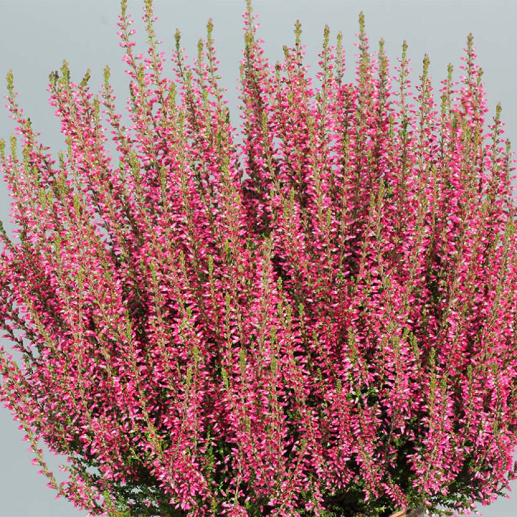 Besenheide Garden Girls Selma - Calluna vulgaris