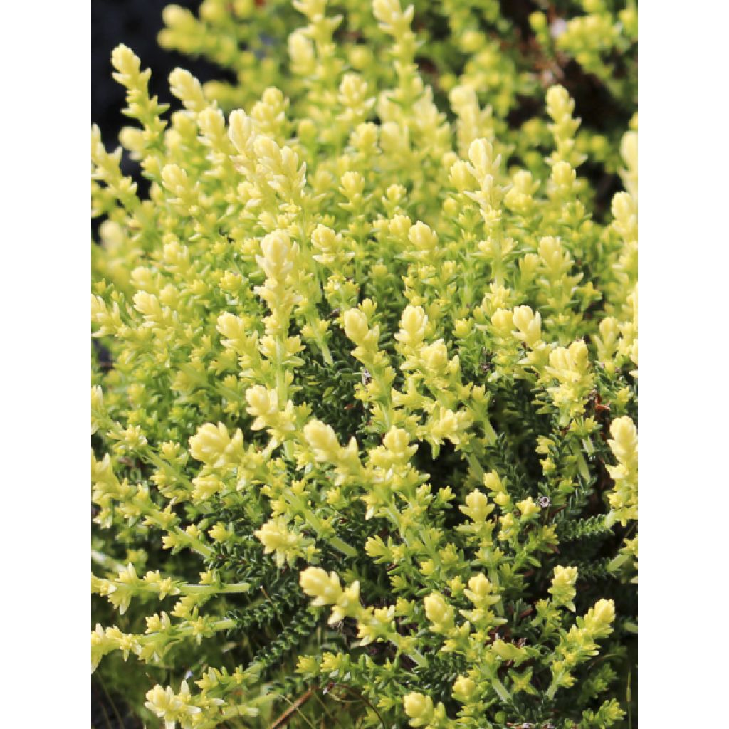 Besenheide Spring Cream - Calluna vulgaris