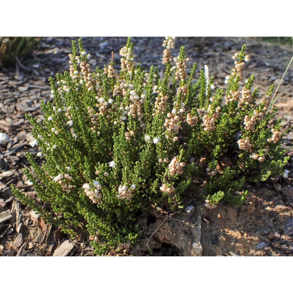 Besenheide Spring Cream - Calluna vulgaris