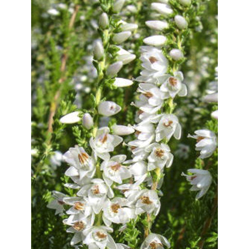 Besenheide Spring Cream - Calluna vulgaris