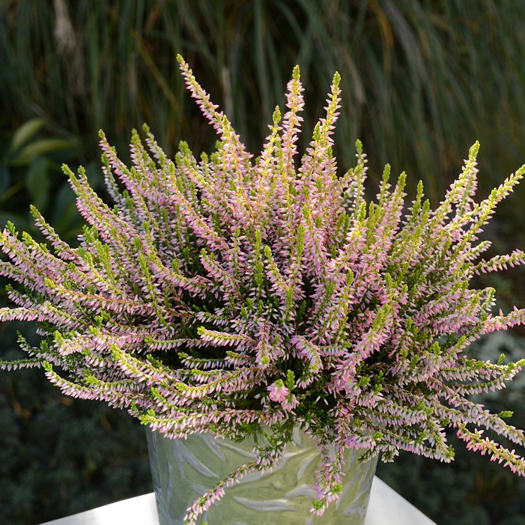 Besenheide Garden Girls Theresa - Calluna vulgaris