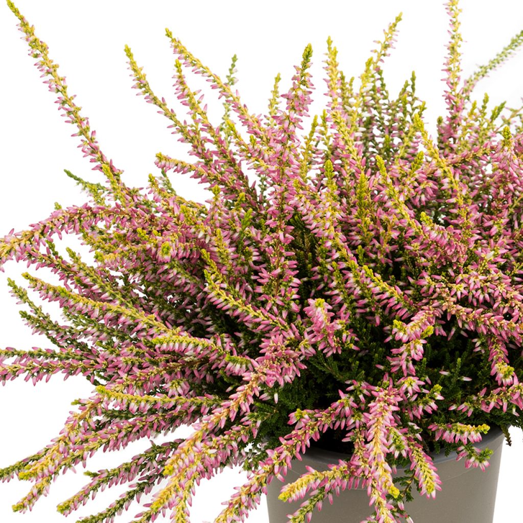 Besenheide Garden Girls Theresa - Calluna vulgaris