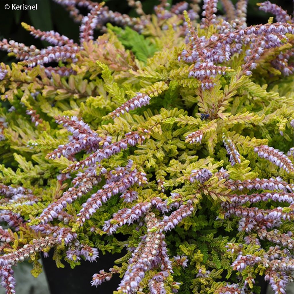 Bruyère d'été - Calluna vulgaris Wickwar Flame