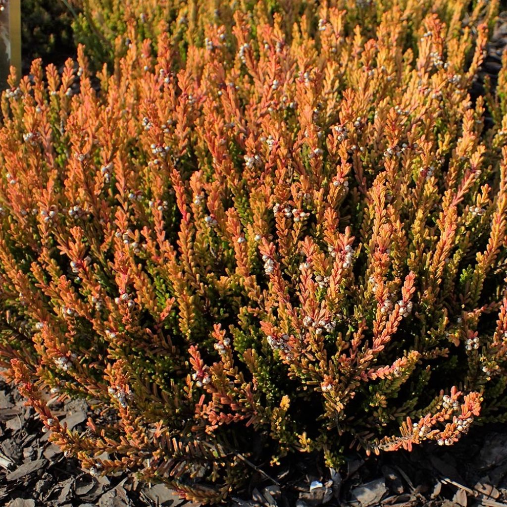 Bruyère d'été - Calluna vulgaris Winter Chocolate