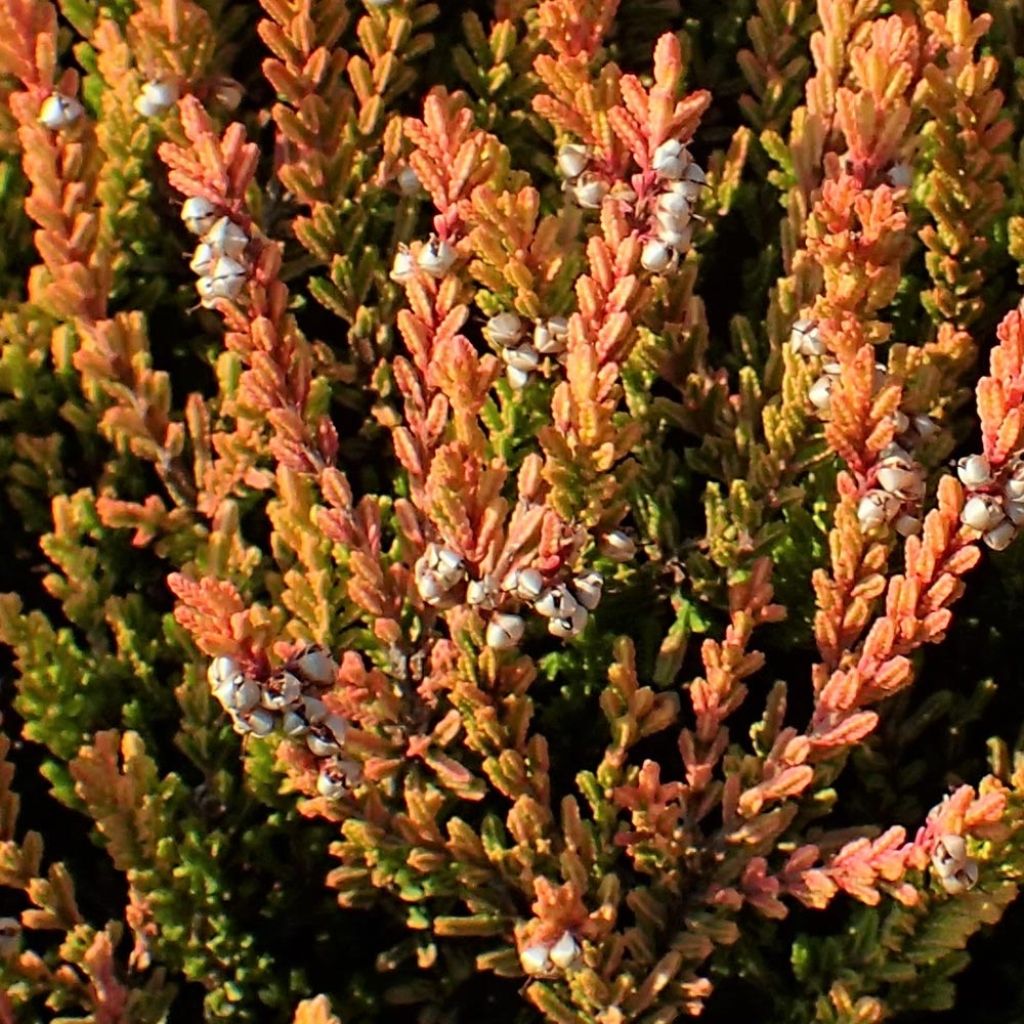 Bruyère d'été - Calluna vulgaris Winter Chocolate