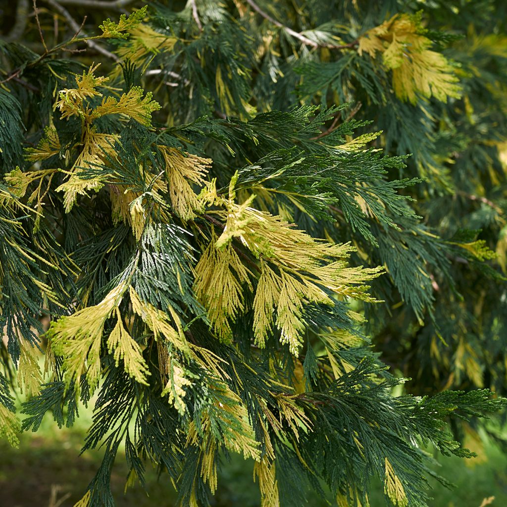 Calocedrus decurrens Aureovariegata - Cèdre blanc de Californie