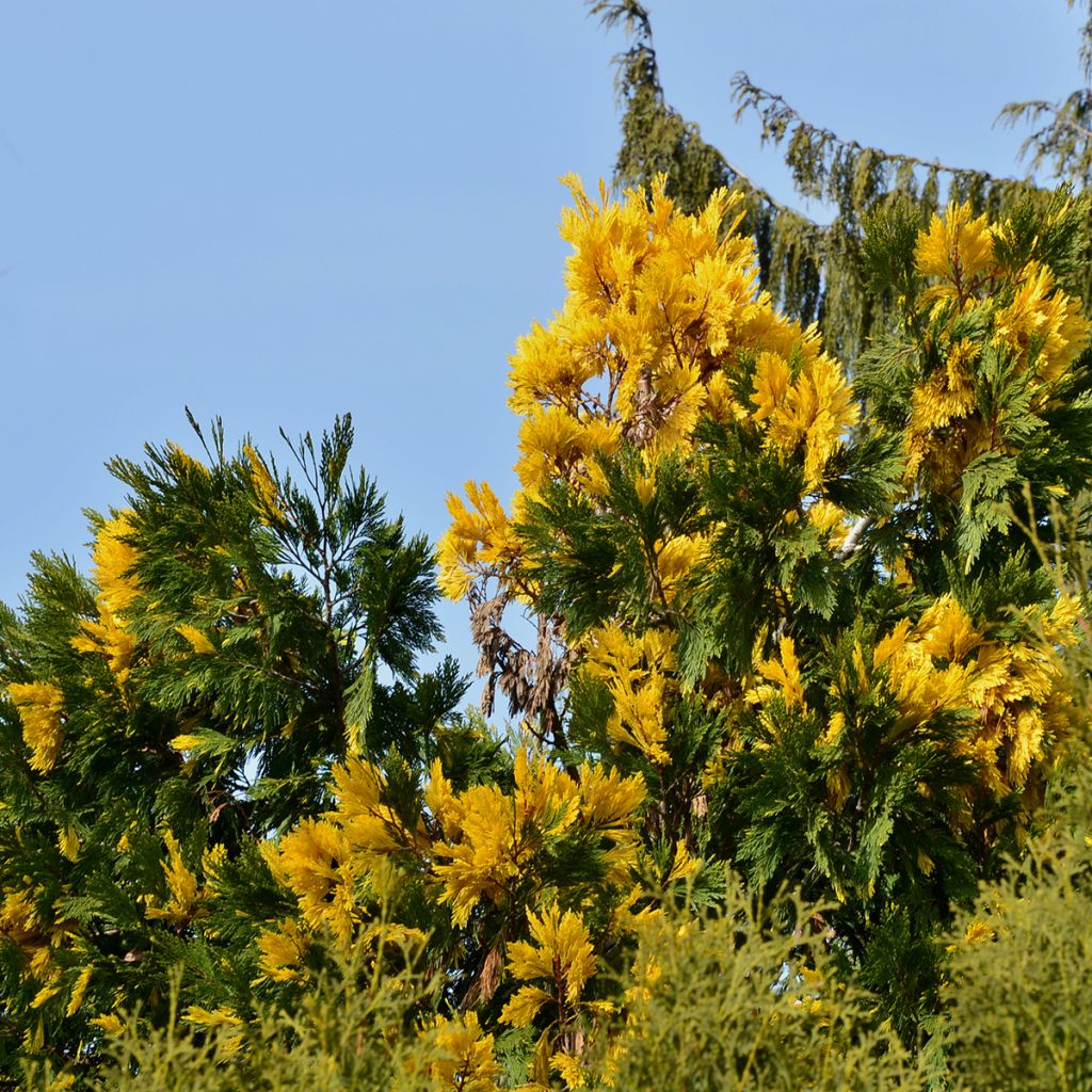 Calocedrus decurrens Aureovariegata - Kalifornische Flusszeder