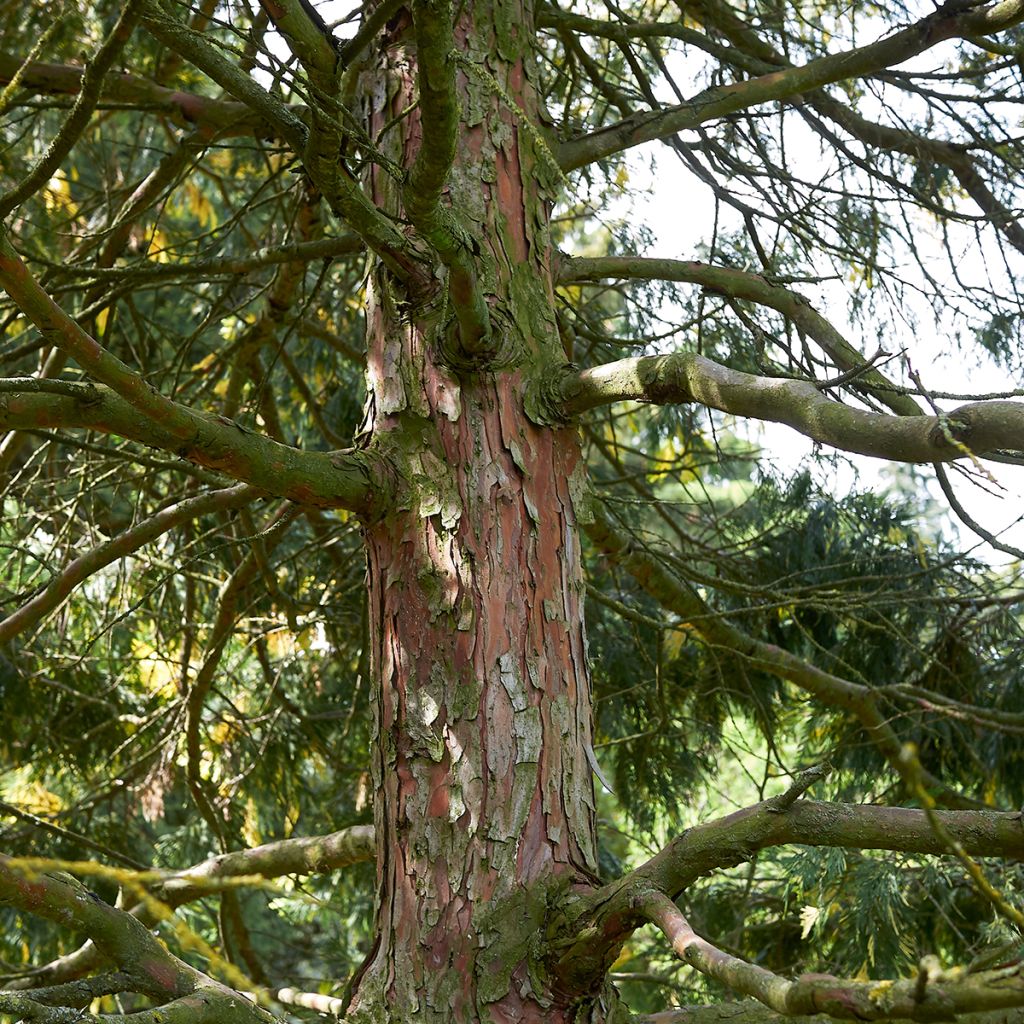 Calocedrus decurrens Aureovariegata - Kalifornische Flusszeder