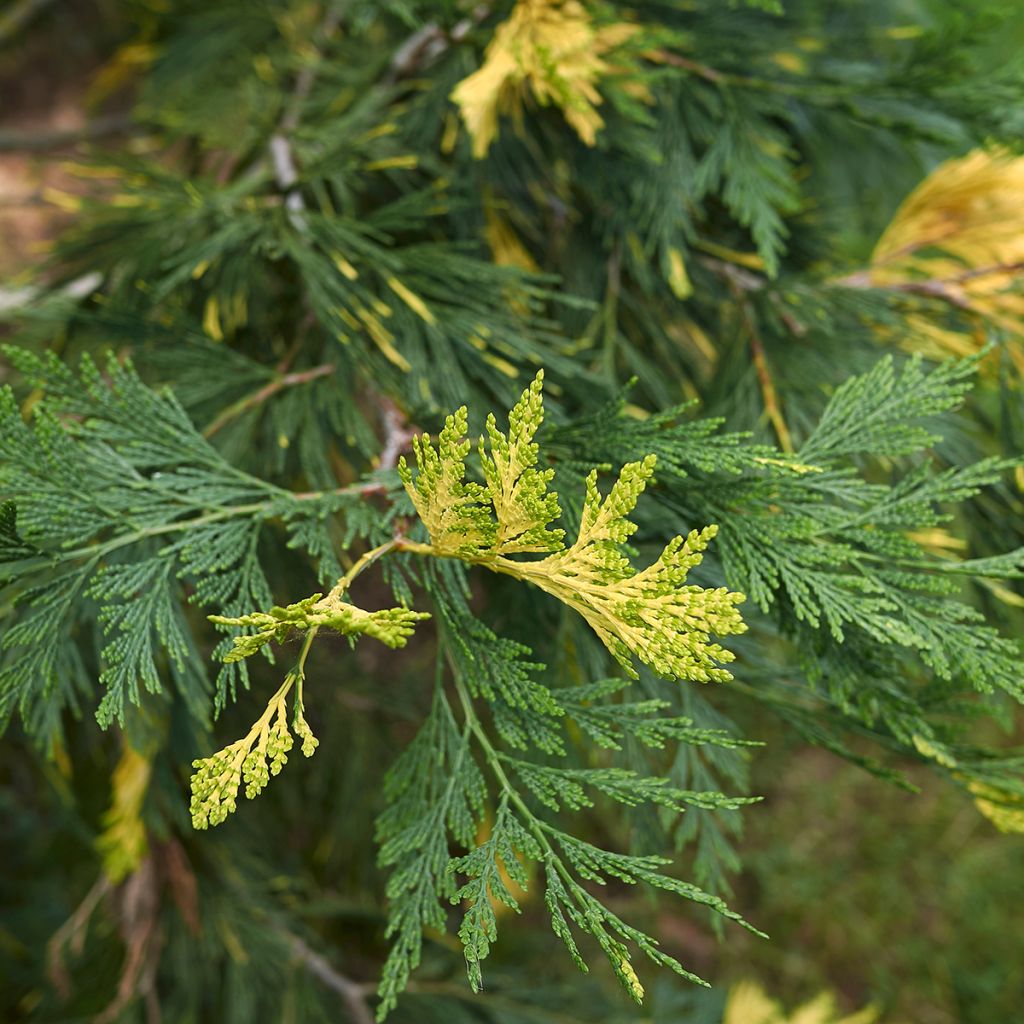 Calocedrus decurrens Aureovariegata - Kalifornische Flusszeder