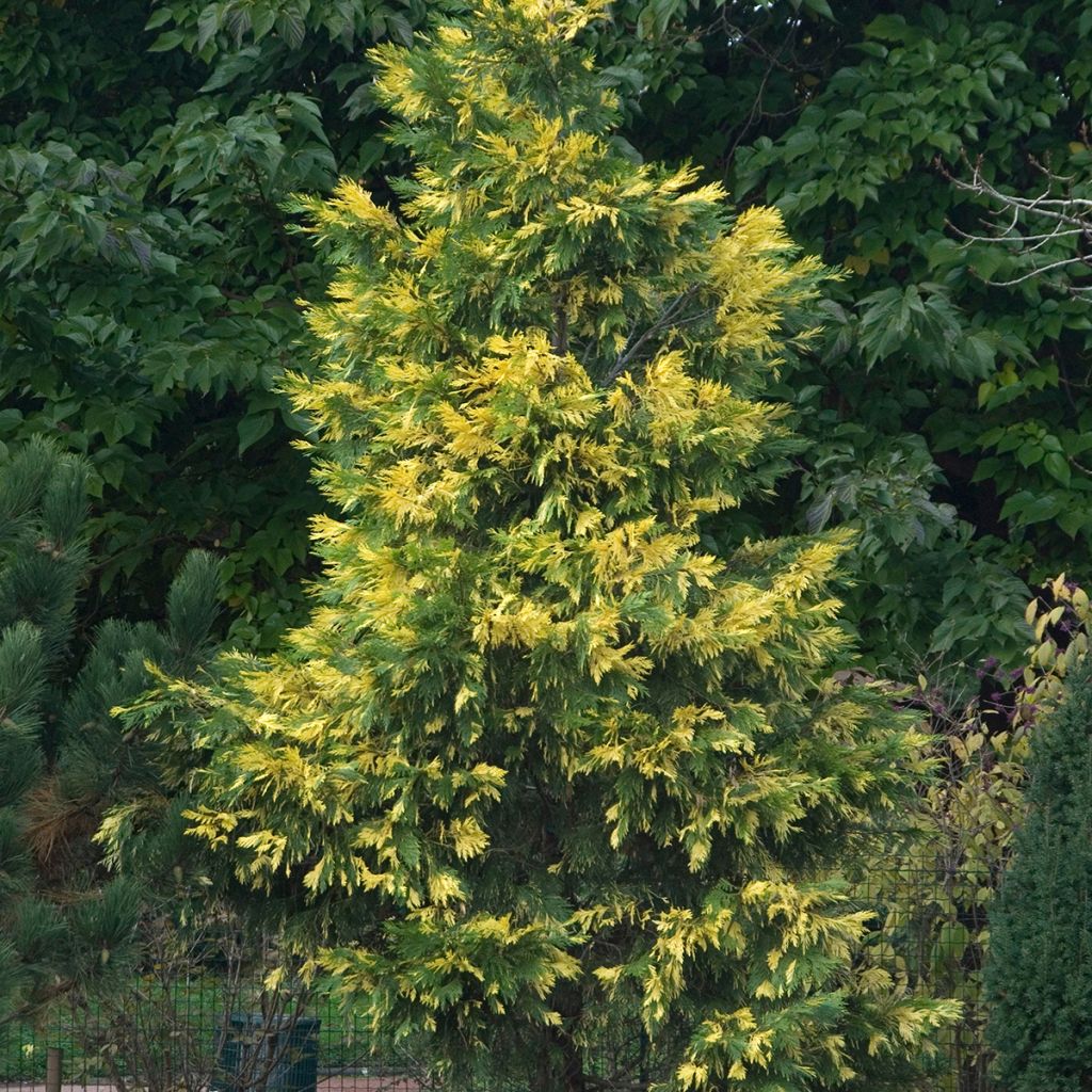 Calocedrus decurrens Aureovariegata - Kalifornische Flusszeder