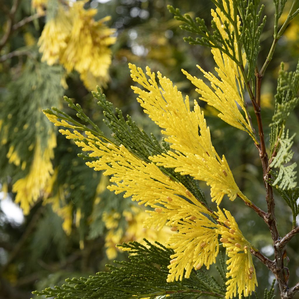 Calocedrus decurrens Aureovariegata - Kalifornische Flusszeder