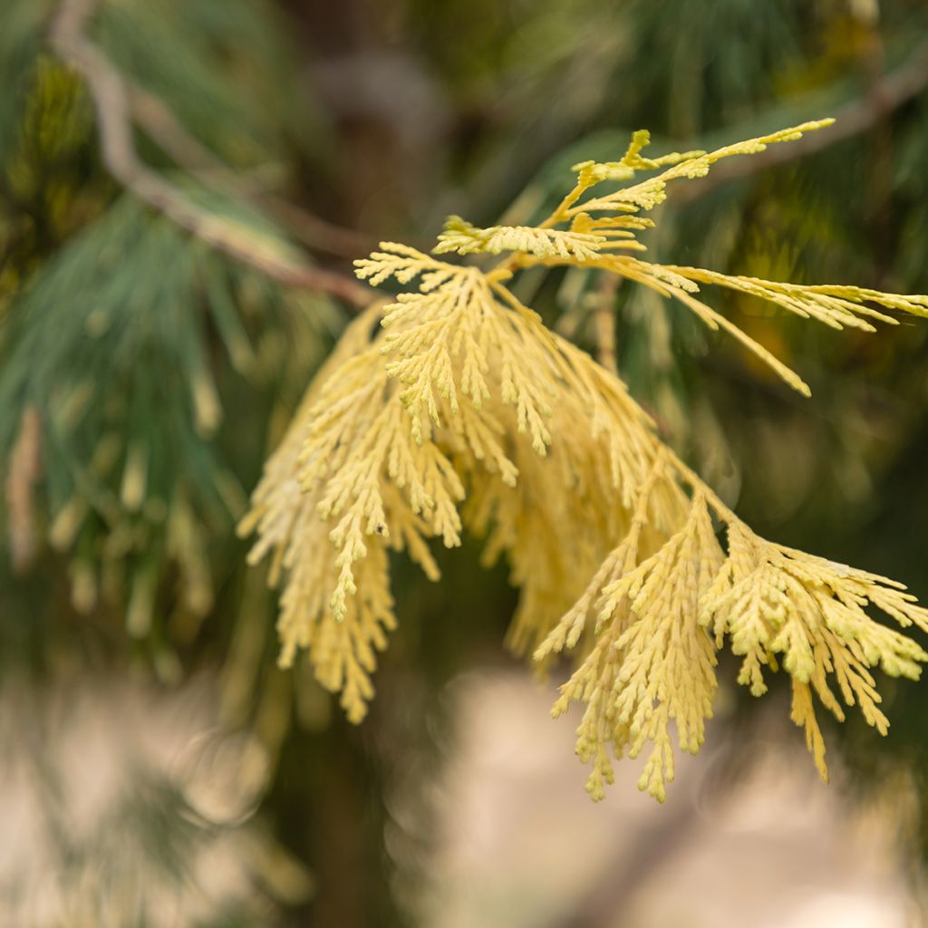 Calocedrus decurrens Aureovariegata - Kalifornische Flusszeder