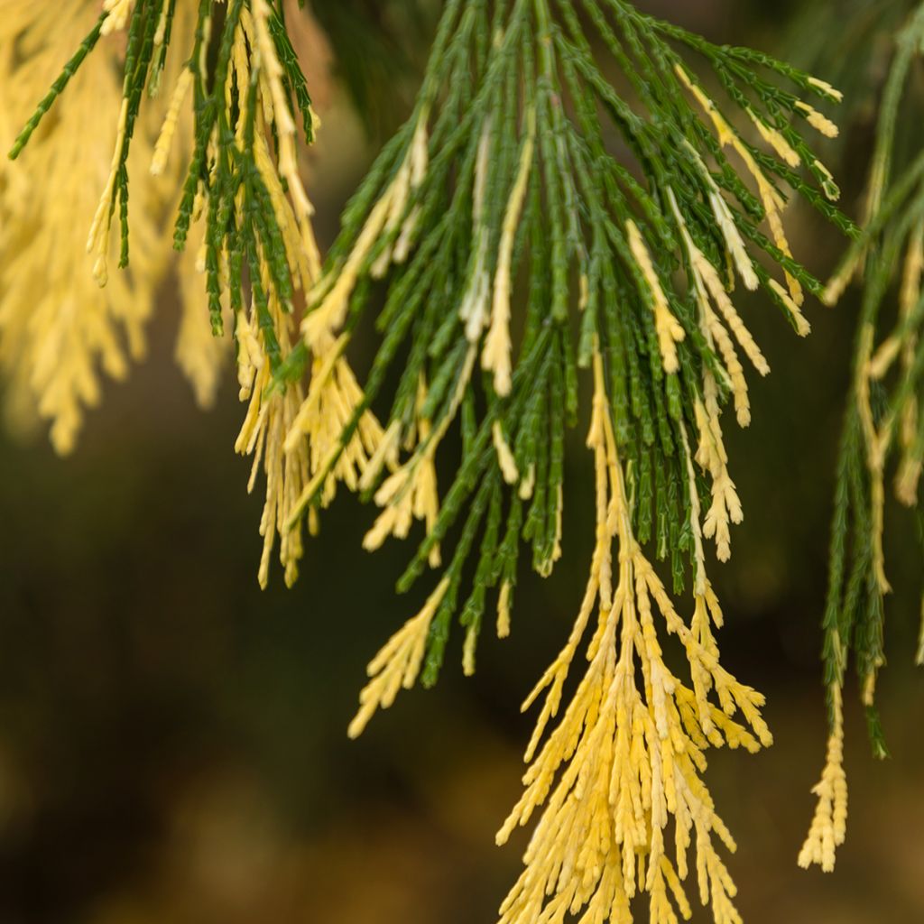 Calocedrus decurrens Aureovariegata - Kalifornische Flusszeder