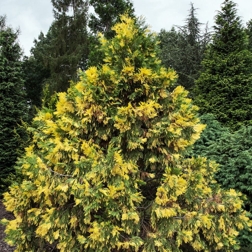 Calocedrus decurrens Aureovariegata - Kalifornische Flusszeder