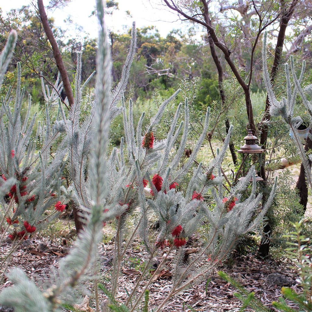 Calothamnus quadrifidus Grey Form