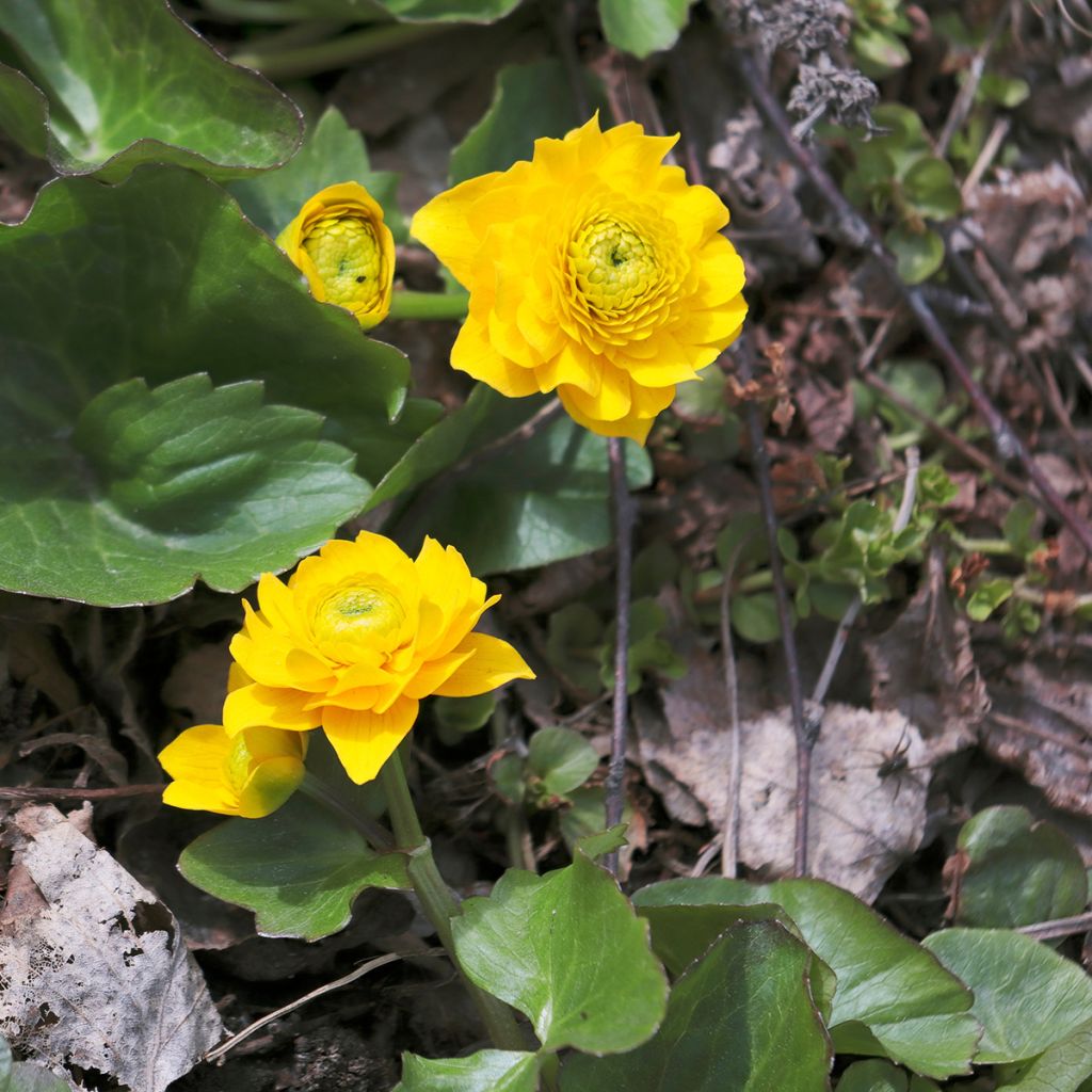 Caltha palustris Plena - Sumpf-Dotterblume