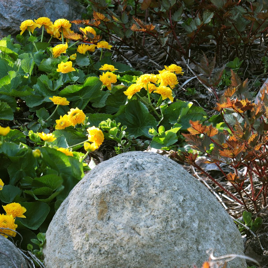 Caltha palustris Plena - Sumpf-Dotterblume